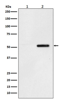 Phospho-Tau (S324) Rabbit Monoclonal Antibody
