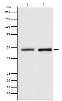 Reptin/RUVBL2 Rabbit Monoclonal Antibody