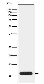 APOC3 Rabbit Monoclonal Antibody