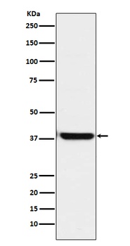 OGG1 Rabbit Monoclonal Antibody