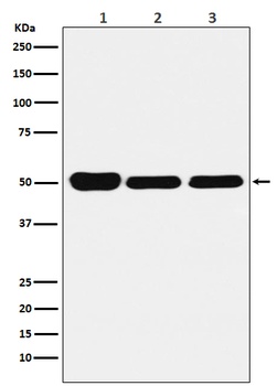 GLUR Rabbit Monoclonal Antibody