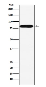 Calpain 2 Rabbit Monoclonal Antibody