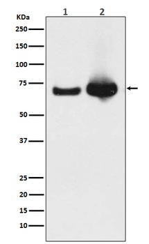 Grp75 Rabbit Monoclonal Antibody