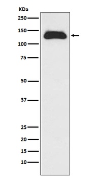 Eg5 Rabbit Monoclonal Antibody