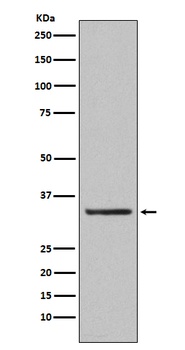 Orai1 Rabbit Monoclonal Antibody
