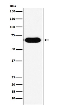 RNF8 Rabbit Monoclonal Antibody