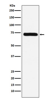 Factor X Rabbit Monoclonal Antibody