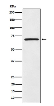 eIF2A Rabbit Monoclonal Antibody