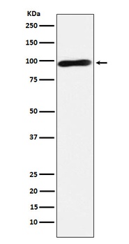 Calmegin Rabbit Monoclonal Antibody
