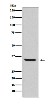 Endo G Rabbit Monoclonal Antibody