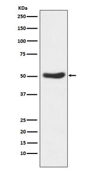 GSK3 alpha Rabbit Monoclonal Antibody