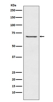GABA A Receptor beta 2 Rabbit Monoclonal Antibody