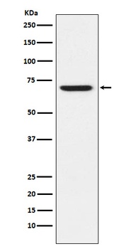 GABA A Receptor alpha 5 Rabbit Monoclonal Antibody