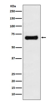 GRASP65 Rabbit Monoclonal Antibody