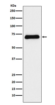 Serotonin transporter Rabbit Monoclonal Antibody