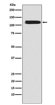 NCX1 Rabbit Monoclonal Antibody