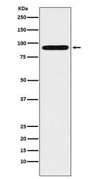 ALDH1L1 Rabbit Monoclonal Antibody
