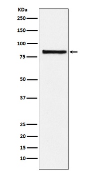 eIF2B epsilon Rabbit Monoclonal Antibody
