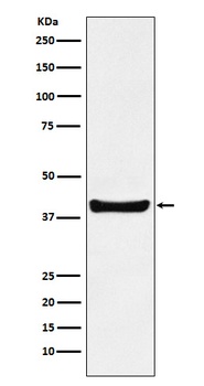 p40 Rabbit Monoclonal Antibody