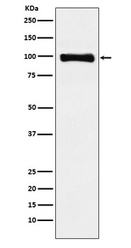 PIWIL1 Rabbit Monoclonal Antibody