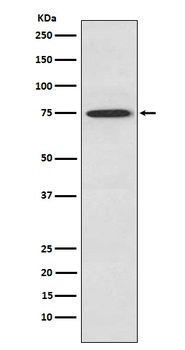 PKC theta Rabbit Monoclonal Antibody