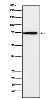 hnRNP Q Rabbit Monoclonal Antibody