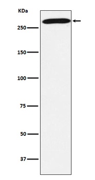 PRPF8 Rabbit Monoclonal Antibody