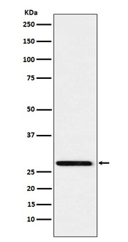 Peroxiredoxin 4 Rabbit Monoclonal Antibody
