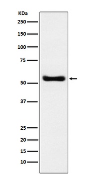 KAT8 / MYST1 / MOF Rabbit Monoclonal Antibody