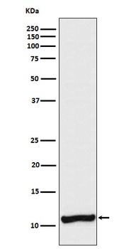 Cellubrevin Rabbit Monoclonal Antibody