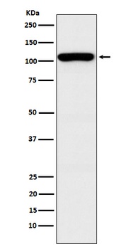 GEF H1 Rabbit Monoclonal Antibody