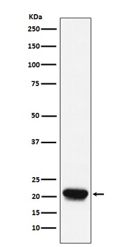 RHEB Rabbit Monoclonal Antibody