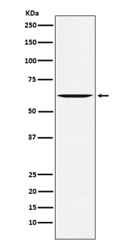 Yes1 Rabbit Monoclonal Antibody