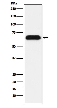 Nucleostemin Rabbit Monoclonal Antibody