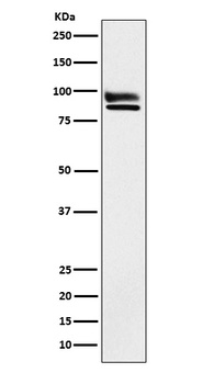 OS9 Rabbit Monoclonal Antibody