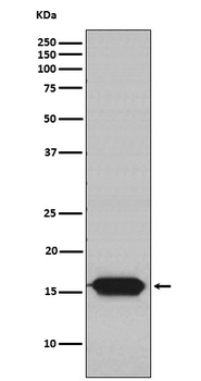 GRIM19 Rabbit Monoclonal Antibody