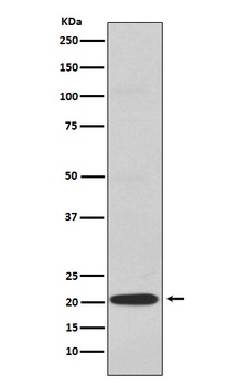 CD3G Rabbit Monoclonal Antibody