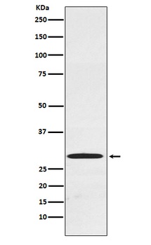 Cdx1 Rabbit Monoclonal Antibody