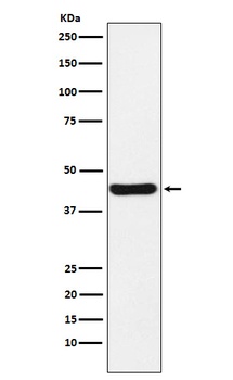 NUDEL Rabbit Monoclonal Antibody