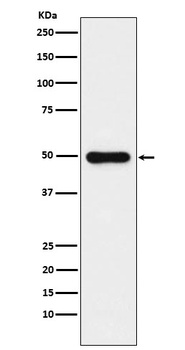 Glutathione Synthetase Rabbit Monoclonal Antibody