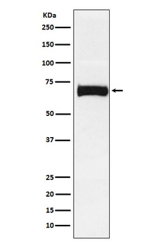 Nectin 2 Rabbit Monoclonal Antibody
