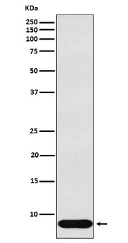 beta Defensin 1 Rabbit Monoclonal Antibody