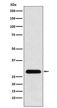 PGAM1 Rabbit Monoclonal Antibody
