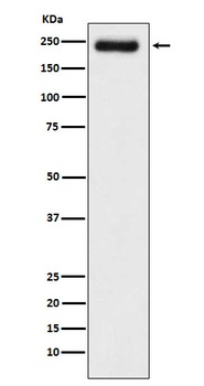 Laminin gamma 1 Rabbit Monoclonal Antibody