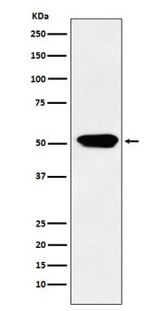 Cytochrome P450 4A Rabbit Monoclonal Antibody