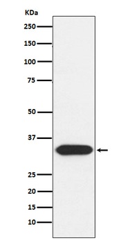 Syntaxin 3 Rabbit Monoclonal Antibody
