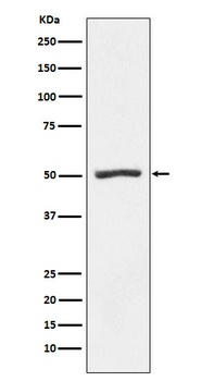 PSMD4 Rabbit Monoclonal Antibody