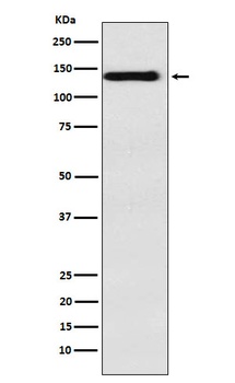 Integrin alpha 9 Rabbit Monoclonal Antibody