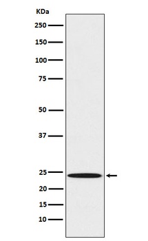 Mad2L1 Rabbit Monoclonal Antibody