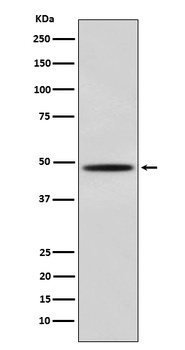 MyoD Rabbit Monoclonal Antibody